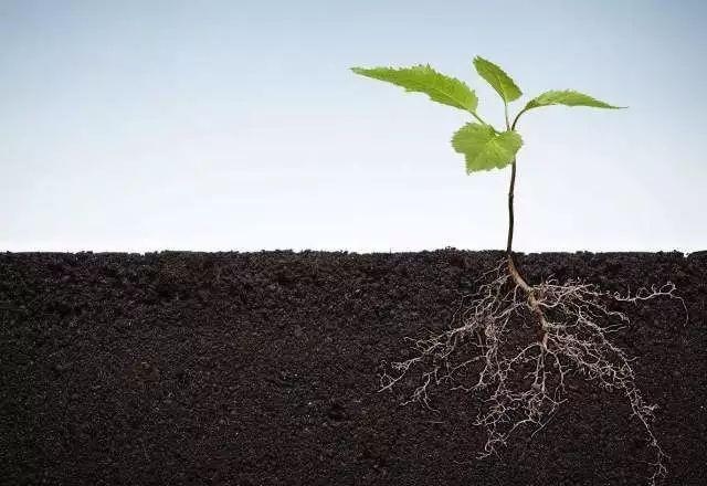 植物根系分析儀對農(nóng)業(yè)生產(chǎn)有幫助嗎？