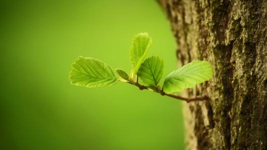 葉面積測量儀的使用有什么注意點？