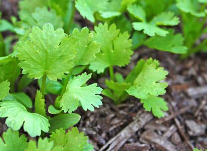 為什么要研究植物冠層，需要用到什么儀器？