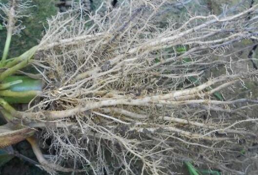 植物根系分析儀，選擇山東云唐如何？