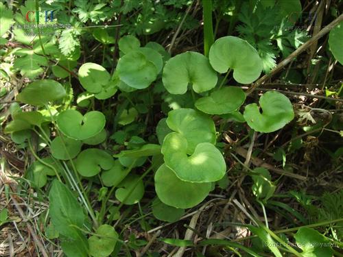 葉綠素儀實現(xiàn)作物科學種植