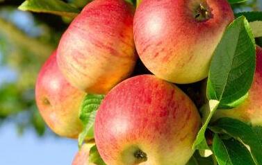 植物冠層圖像分析儀 植物冠層圖像分析儀