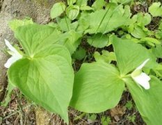 植物葉面積儀測量葉片的操作流程！