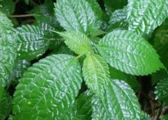 植物葉面積儀“精細(xì)化農(nóng)業(yè)”中的作用！