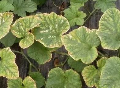 葉面積測(cè)定儀 葉面積測(cè)定儀