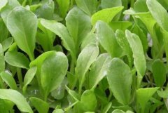 植物生理研究提升農業(yè)科研的效率