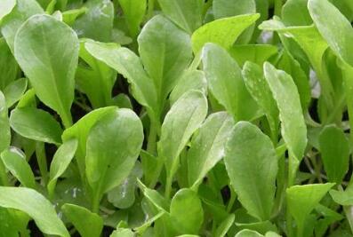 葉面積測(cè)定儀 葉面積測(cè)定儀