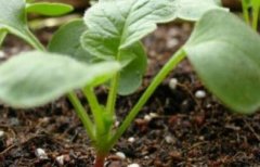 植物營養(yǎng)診斷儀助力精細(xì)化農(nóng)業(yè)發(fā)展