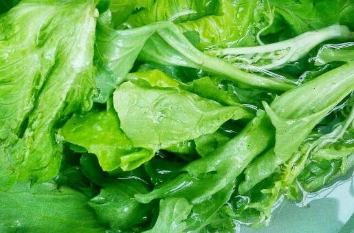 葉綠素測(cè)定儀 葉綠素測(cè)定儀