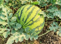 發(fā)展現(xiàn)代農業(yè)需要對植物根系進行研究