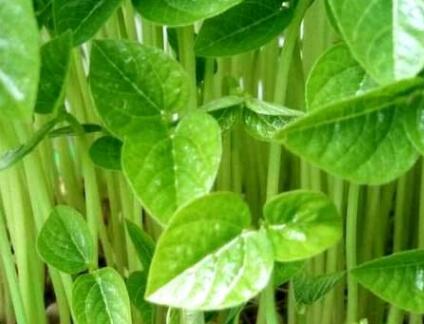 植物營養(yǎng)測定儀 植物營養(yǎng)測定儀