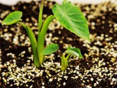 果蔬呼吸測(cè)定儀的使用有什么意義？