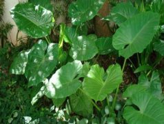 在應(yīng)用中便攜式葉綠素檢測(cè)儀怎么樣？