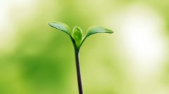 植物根系分析儀的作用是什么呢？