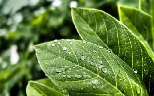 植物營(yíng)養(yǎng)測(cè)定儀 植物營(yíng)養(yǎng)測(cè)定儀