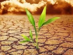 葉面積測(cè)定儀會(huì)不會(huì)破壞植物葉片？