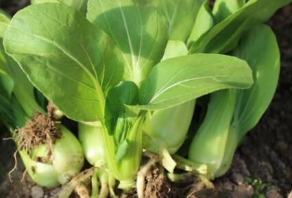 植物葉面積儀 植物葉面積儀